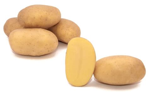 prada potato variety|PRADA .